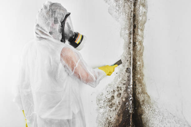 Professional Mold Removal in Cleveland, GA