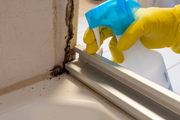 Best Attic Mold Removal  in Cleveland, GA