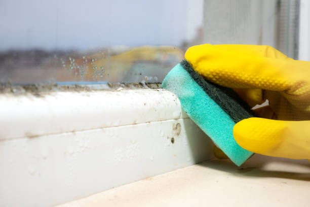 Best Residential Mold Removal  in Cleveland, GA